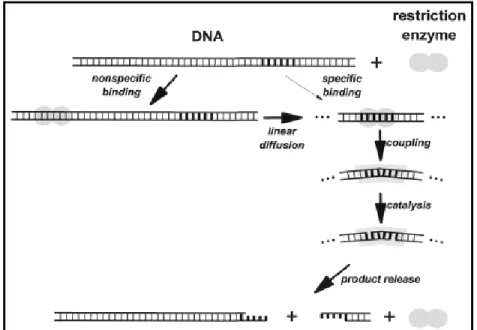 Gambar 1. Mekanisme pemotongan DNA oleh enzim restriksi (Pingoud dan  Jelstch, 2001) 