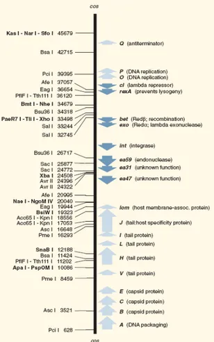 Gambar 4. Peta restriksi DNA fage lambda (Anonim c , 2006) 
