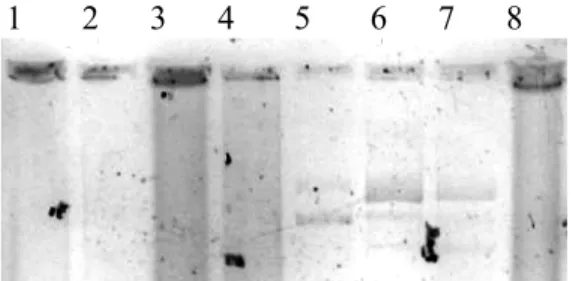 Gambar 5. Hasil uji aktivitas ekstrak enzim K1, K2, dan K7 dengan  substrat plasmid pBR322 dan pRK415, digesti semalam  (37 o C),  