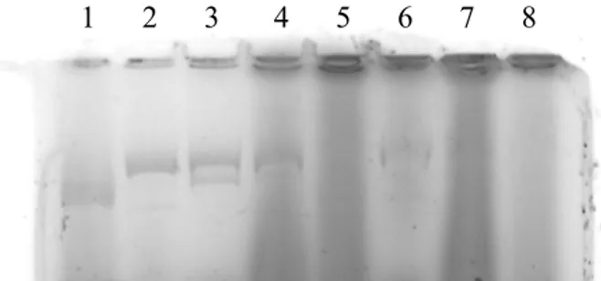 Gambar 6. Hasil uji aktivitas ekstrak enzim A, P1, P2, P3, 7B,  Pseudomonas syringae, dan B