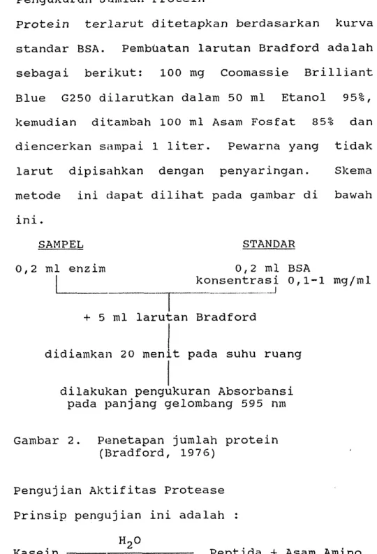 Gambar  2.  Penetapan jumlah protein  (Dradford, 1976) 