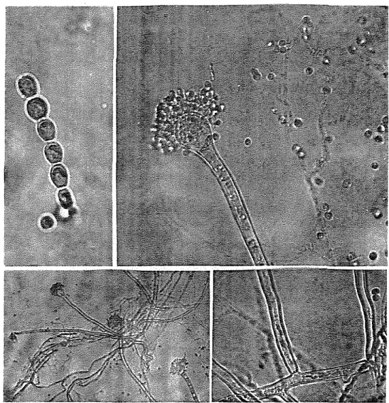 Gambar  9.  Deskripsi  mikroskopik  Aspergillus  oryzae 
