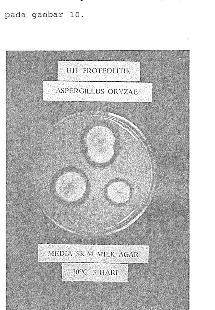 Gambar  10.  U j i   proteolitik  Aspergillus  oryzae 