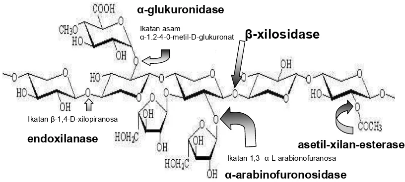Gambar 1. Struktur xilan dan enzim yang terlibat dalam hidrolisisnya 