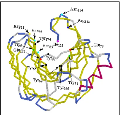 Gambar 2. Enzim xilanase dari Bacillus circulans (1XNB) (Jeffries, 1996) 