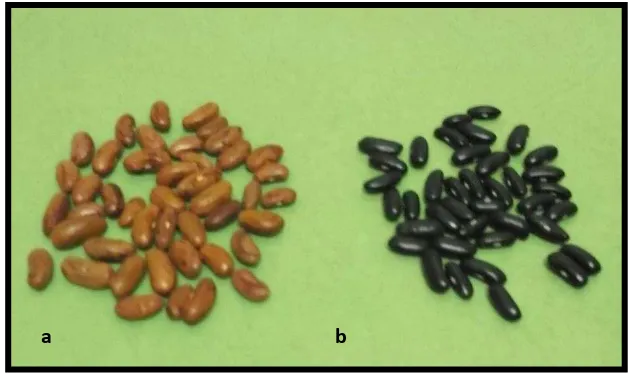 Gambar 1.  Kacang merah dan kacang buncis hitam (Rohma, 2013) Keterangan : a. kacang merah 
