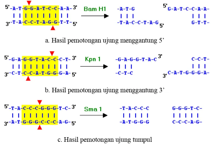 Gambar 3. Struktur enzim PvuI yang mengikat DNA (Owen, 1999) 