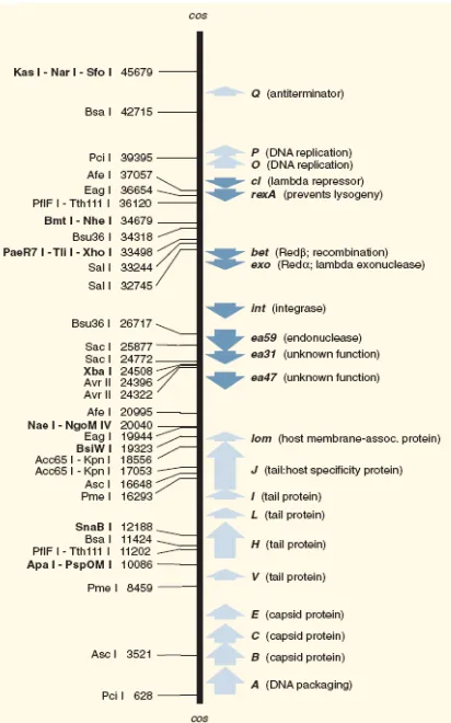 Gambar 4. Peta restriksi DNA fage lambda (Anonimc, 2006) 