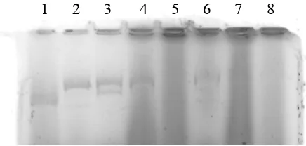 Gambar 6. Hasil uji aktivitas ekstrak enzim A, P1, P2, P3, 7B, 