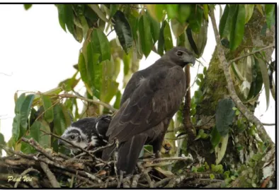 Gambar 1. 6 Hawk Eagle di Habitat Aslinya   (Sumber: southernwings.blogspot.com) 