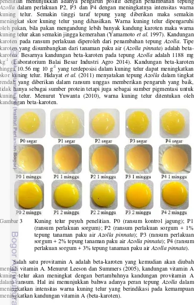 Gambar 3 Kuning telur puyuh penelitian. P0 (ransum kontrol jagung); P1 