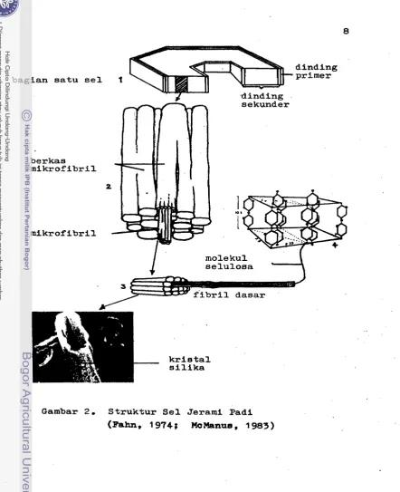Gambar 2. Struktur Sel Jerami Padi 