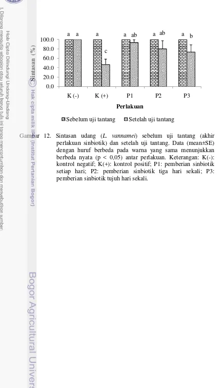 Gambar 12. Sintasan udang (L. vannamei) sebelum uji tantang (akhirperlakuan sinbiotik) dan setelah uji tantang