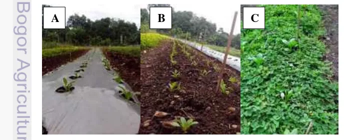 Gambar 2  Kondisi lahan tanaman pakcoy umur 2 MST pada berbagai perlakuan 