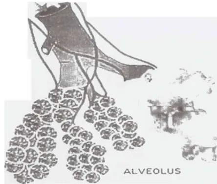 Gambar 2.3 Alveolus Manusia 
