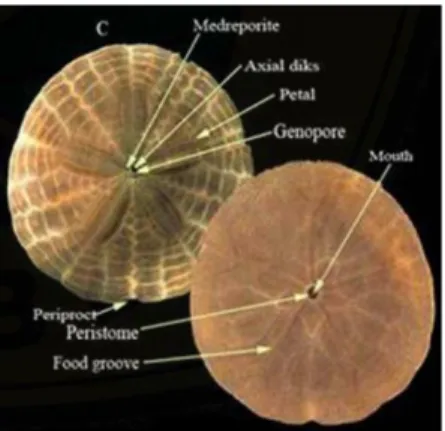 Gambar 1. Sisi oral dan aboral sand dollar 