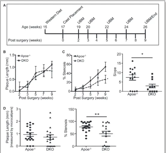 Figure 1. Carotid plaques from DKO mice are less stenotic. A, Study timeline. B, Plaque length and percent stenosis (C) calculated from UBM measurements