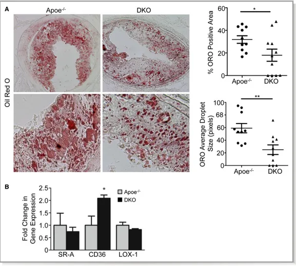 Figure 4. Double knockout (DKO) plaques have less lipid. A, Representative Oil Red O (ORO)-stained plaques showing lipid distribution