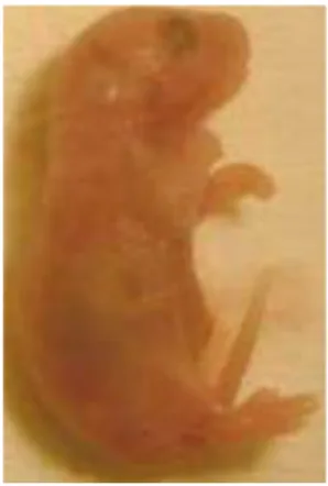 Gambar 3. Morfologi fetus normal mencit (Heupel, 2008). 