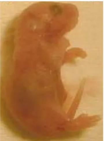 Gambar 3. Morfologi Fetus Normal Mencit (Heupel, 2008) 