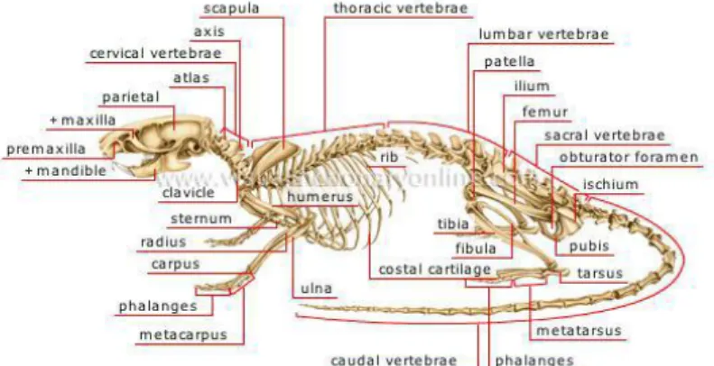 Gambar 4. Anatomi Rangka Mencit (Mus musculus L.) (Amsel, 2012) 