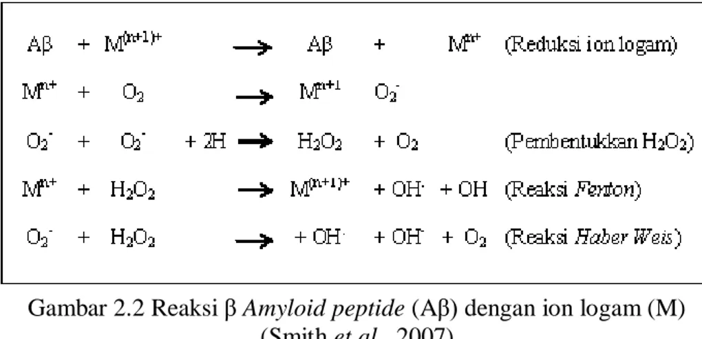 Gambar 2.2 Reaksi β Amyloid peptide (Aβ) dengan ion logam (M)   (Smith et al., 2007)  