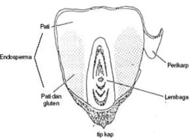 Gambar 1. Struktur biji jagung   Sumber : Suarni dan Widowati (2011) 