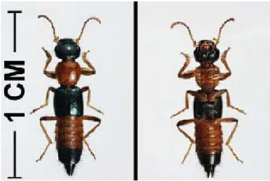Gambar 1. Morfologi kumbang tomcat dari arah atas (kiri) dan dari bawah (kanan) (Wikipedia 2011).