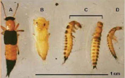 Gambar 2.  Paederus fuscipes dewasa (A), pupa (B), larva instar kedua (C), dan larva instar pertama (D) (Nikbakhtzadeh dan Tirgari 2008).