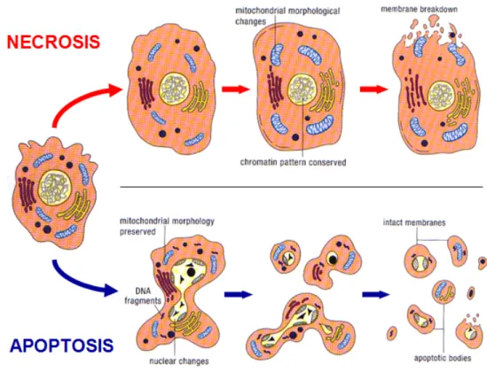 Gambar 1. Perbedaan apoptosis dan nekrosis 