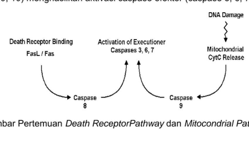 Gambar Pertemuan Death ReceptorPathway dan Mitocondrial Pathway 