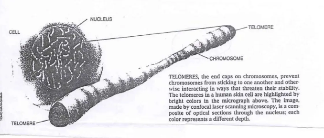 Gambar 1.  Telomer (Dikutip dari Scientific American, February 1996, Greider dkk.) 