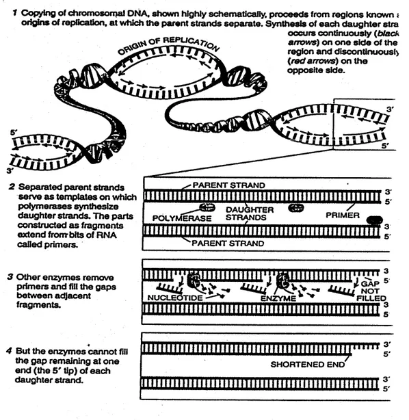 Gambar 2. The end replication problem (Dikutip dari Scientific American, February 1996,  Greider dkk.) 