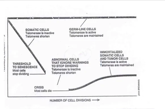 Gambar 4.  “Treshold of senesence” pada sel normal (Dikutip dari Scientific American,  February 1996, Greider dkk.)