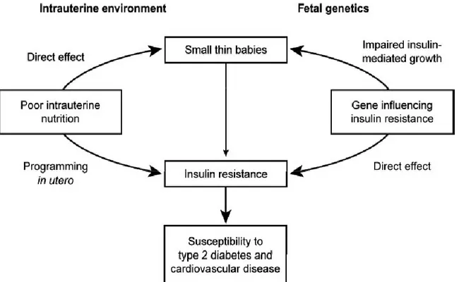 Gambar 3.  Dua kemungkinan penjelasan yang berhubungan bayi lahir KMK  dengan resistensi insulin,diabetes tipe 2 dan penyakit jantung iskemik : kondisi  intrauterin dan genetika janin