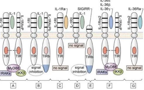 Gambar  4.  Toll-like  receptors  (TLR)  dengan  domain  ekstra  seluler  dan  ekor  intraseluler  yang  terdiri dari domain Toll IL-1 Receptor (Dinarello, 2011) IL-18  menginduksi produksi IFN-γ dari  sel T-helper 1 (Th1) dan membantu dalam polarisasi sel