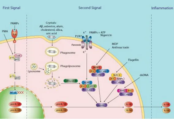 Gambar  2.  Ilustrasi  yang  menggambarkan  aktivasi  sistem  NLR-Inflammasome  oleh  berbagai  faktor  stimuls  yang  akan  mengaktifkan  capase-1  dan  memproses  siltokin  IL-1β  dan  IL-18  menjadi bentuk aktif (Bournefield F, Hornung V, 2013)