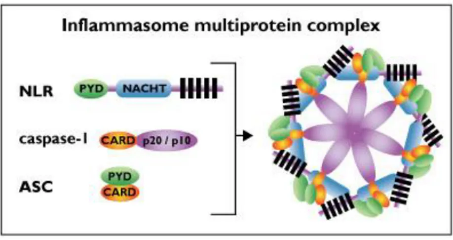 Gambar  3.  Kompleks  Inflammassome  yang  terdiri  dari  NLR  dengan  domain  Pyrin  yang  bergambung degan protein adaptor ASC