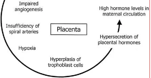 Gambar 5 .Mekanisme peningkatan kadar hormon plasenta pada  preeklampsia  8 