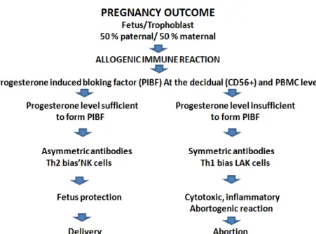 Gambar 2.3.2. Peran progesteron dalam imunomodulasi pada kehamilan  (dikutip dari Emmer, 2002) 
