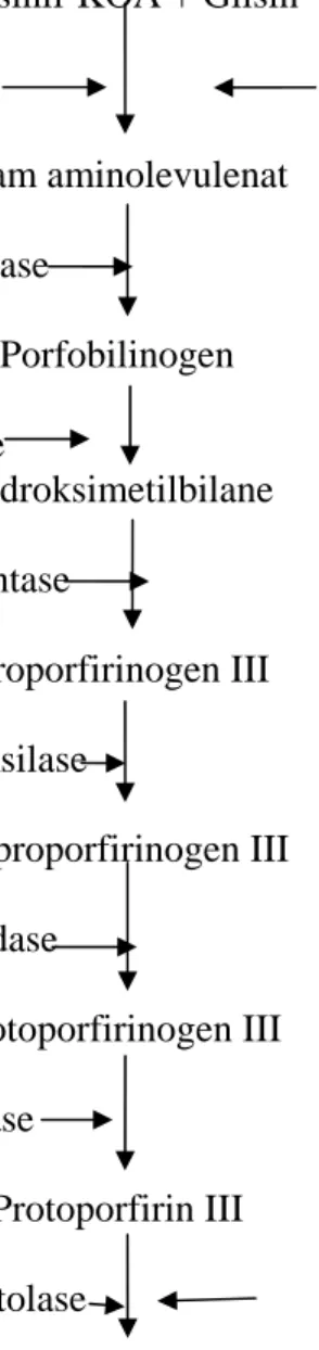 Gambar 2.1. Sintesis Heme (Murray, Ganner, Robert, Peter &amp; Victor, 1996)  Berdasarkan  Gambar  1