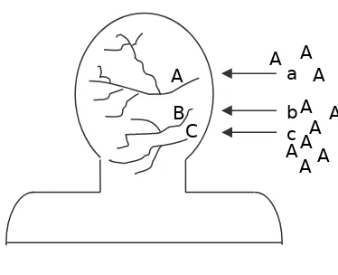 Gambar 5. Subsumer A, B, C