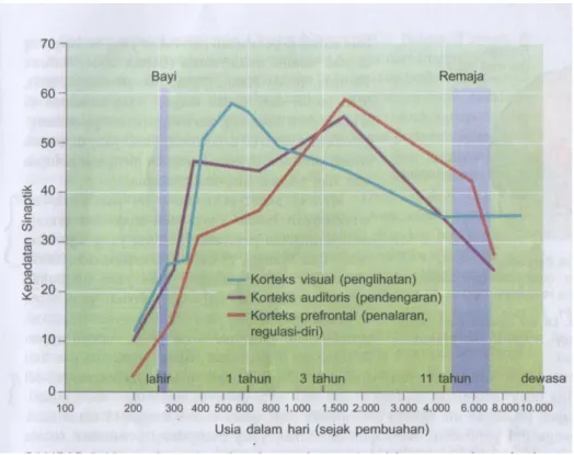 Gambar 1.1. Kepadatan Sinaptik dalam Otak Manusia Sejak Masa Kana- Kana-Kanak Hingga Masa Dewasa (Santrock, 2007:99) 