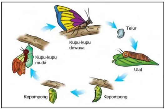 Gambar 6. Gambar Ilustrasi Proses Metamorfosis Kupu-kupu
