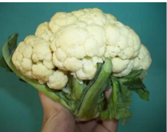 Gambar 1. Bunga kol (Brassica oleracea) 