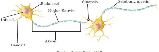Gambar 4. Bagian-bagian sel saraf