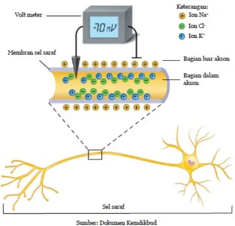 Gambar 7. Ilustrasi muatan listrik pada sel saraf tidak bermyelin