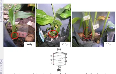 Gambar 5 (a) Perubahan bentuk pangkal batang semu; (b) filotaksis daun 
