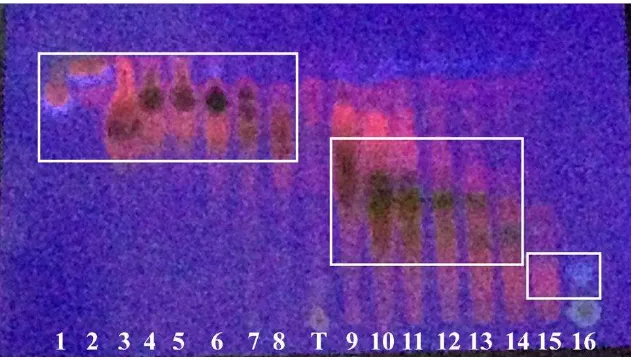 Gambar 3. Kromatogram hasil fraksinasi pada UV 254 nm 