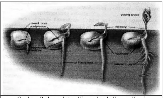 Gambar  Perkecambahan  Epigeal  pada  Kacang  Buncis Gambar : Perkecambahan Hipogeal pada Kacang Kapri 